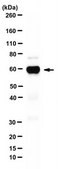 Anti-EZHIP Antibody, clone 1G11