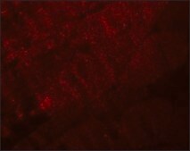 Anti-RANBP10 antibody produced in rabbit affinity isolated antibody, buffered aqueous solution