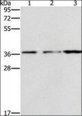 Anti-NDNL2 antibody produced in rabbit affinity isolated antibody