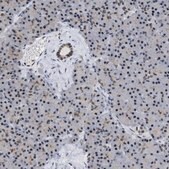 Anti-EIF4A3 antibody produced in rabbit Prestige Antibodies&#174; Powered by Atlas Antibodies, affinity isolated antibody, buffered aqueous glycerol solution
