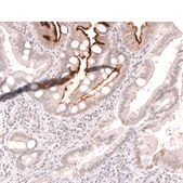 Monoclonal Anti-Lct Antibody Produced In Mouse Prestige Antibodies&#174; Powered by Atlas Antibodies, clone CL14133, affinity isolated antibody, buffered aqueous glycerol solution
