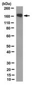 Anti-Cas9 Antibody, NT Antibody, clone 8C1-F10 clone 8C1-F10, from mouse