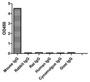 Alpaca Anti-Mouse IgG(Fcγ) Biotin single domain Antibody recombinant Alpaca(VHH) Nano antibody