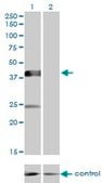 Monoclonal Anti-MGC26963 antibody produced in mouse clone 7D10, purified immunoglobulin, buffered aqueous solution