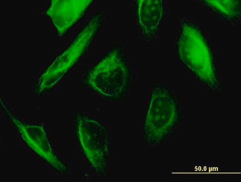 Monoclonal Anti-TUBA3, (C-terminal) antibody produced in mouse clone 2D2, purified immunoglobulin, buffered aqueous solution