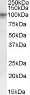 抗-TAS1R2/GPR71 山羊抗 affinity isolated antibody, buffered aqueous solution