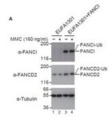 Anti-FANCI Antibody, (G4270) from rabbit, purified by affinity chromatography