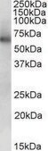 Anti-ALDH1B1 antibody produced in goat affinity isolated antibody, buffered aqueous solution