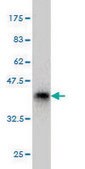 Monoclonal Anti-PHF2 antibody produced in mouse clone 3E7, ascites fluid