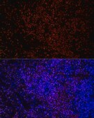 Anti-IKZF3 Antibody, clone 4U7F9, Rabbit Monoclonal