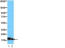 Anti-Histone Antibody, clone H11-4 clone H11-4, Chemicon&#174;, from mouse