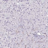 Anti-TPSG1 antibody produced in rabbit Prestige Antibodies&#174; Powered by Atlas Antibodies, affinity isolated antibody, buffered aqueous glycerol solution