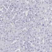 Anti-IRF8 antibody produced in rabbit Prestige Antibodies&#174; Powered by Atlas Antibodies, affinity isolated antibody, buffered aqueous glycerol solution