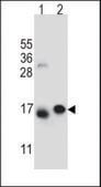 ANTI-EIF5AL1 (C-TERM) antibody produced in rabbit IgG fraction of antiserum, buffered aqueous solution