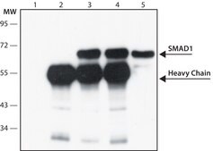 Anti-SMAD1 antibody produced in rabbit ~1.0 mg/mL, affinity isolated antibody