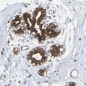 Anti-KIAA1671 antibody produced in rabbit Prestige Antibodies® Powered by Atlas Antibodies, affinity isolated antibody, buffered aqueous glycerol solution