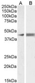 Anti-CCM2 antibody produced in goat affinity isolated antibody, buffered aqueous solution