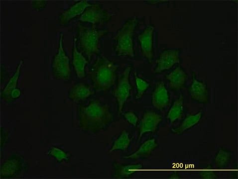 Monoclonal Anti-TBX3 antibody produced in mouse clone 8H3, purified immunoglobulin, buffered aqueous solution