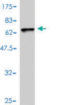 Monoclonal Anti-TNNT2, (N-terminal) antibody produced in mouse clone 3H4-F7, purified immunoglobulin, buffered aqueous solution
