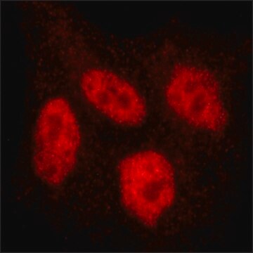 Monoclonal Anti-GRAMD4 antibody produced in mouse clone GR4-1, purified from hybridoma cell culture