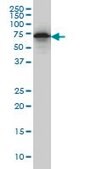 Monoclonal Anti-EHD2 antibody produced in mouse clone 2D8, purified immunoglobulin, buffered aqueous solution