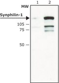 Anti-Synphilin-1 (C-terminal) antibody produced in rabbit ~2&#160;mg/mL, affinity isolated antibody, buffered aqueous solution