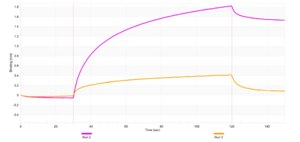 Anti-c-Maf Antibody, clone 2D16 ZooMAb® Rabbit Monoclonal recombinant, expressed in HEK 293 cells