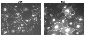 Anti-Connexin 43 Antibody, C-terminal Antibody, clone P4G9 clone P4G9, from mouse