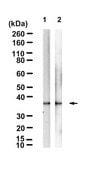 Anti-STING1 Antibody, clone 2G7 ZooMAb® Rabbit Monoclonal recombinant, expressed in HEK 293 cells