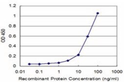 Monoclonal Anti-CLIC3, (C-terminal) antibody produced in mouse clone 2C5, purified immunoglobulin, buffered aqueous solution