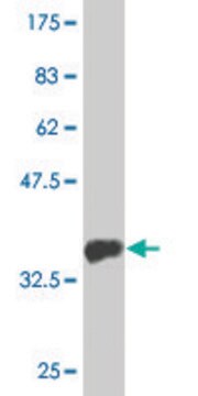 Monoclonal Anti-MTMR1 antibody produced in mouse clone 1F10, purified immunoglobulin, buffered aqueous solution