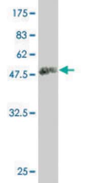 Monoclonal Anti-BRF1 antibody produced in mouse clone 2E9, purified immunoglobulin, buffered aqueous solution