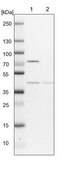 Anti-COPS4 antibody produced in rabbit Prestige Antibodies&#174; Powered by Atlas Antibodies, affinity isolated antibody, buffered aqueous glycerol solution