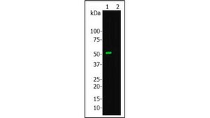 Anti-Cas9 Antibody, clone 6F7 clone 6F7, from mouse