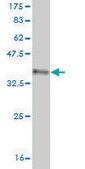 Monoclonal Anti-SMAD7 antibody produced in mouse clone 3G8, purified immunoglobulin, buffered aqueous solution