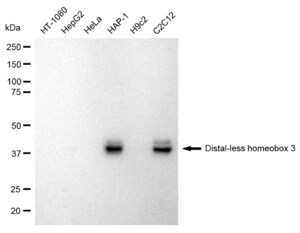 Anti Distal-less homeobox 3 Antibody, clone 23GB1360, Rabbit Monoclonal clone 23GB1360, recombinant rabbit monoclonal, expressed in HEK293 cells