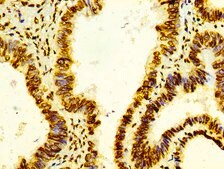 Anti-Histone H4 antibody, clone 21E8, Rabbit Monoclonal recombinant, expressed in HEK293F cells