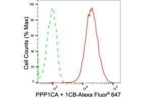 Anti PPP1CA + 1CB Antibody, clone 24GB1385, Rabbit Monoclonal clone 24GB1385, recombinant rabbit monoclonal, expressed in HEK293 cells