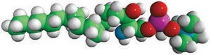 Lyso SM (dihydro) (d18:0) Avanti Research&#8482; - A Croda Brand, powder