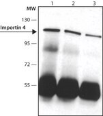 Anti-Importin 4 (N-terminal) antibody produced in rabbit ~1.0 mg/mL, affinity isolated antibody