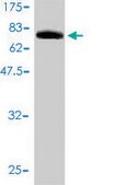 Monoclonal Anti-CRY1 antibody produced in mouse clone 4H4-1C4, purified immunoglobulin, buffered aqueous solution