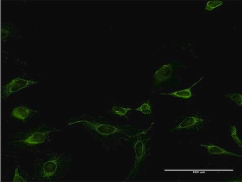 Monoclonal Anti-MAGOH, (N-terminal) antibody produced in mouse clone 6E11, purified immunoglobulin, buffered aqueous solution