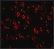 Anti-PCDH18 antibody produced in rabbit affinity isolated antibody, buffered aqueous solution