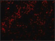 Anti-Bid antibody produced in rabbit IgG fraction of antiserum, buffered aqueous solution