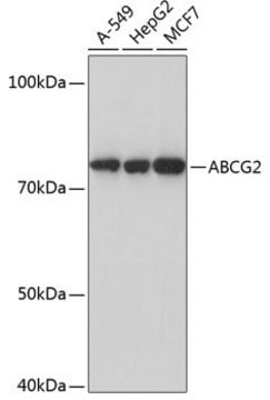 Anti-ABCG2 antibody produced in rabbit