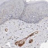 Anti-MAMDC2 antibody produced in rabbit Prestige Antibodies® Powered by Atlas Antibodies, affinity isolated antibody, buffered aqueous glycerol solution, Ab2