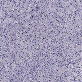 Anti-CFAP53 antibody produced in rabbit Prestige Antibodies® Powered by Atlas Antibodies, affinity isolated antibody, buffered aqueous glycerol solution