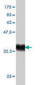 Monoclonal Anti-RAPGEF6 antibody produced in mouse clone 2C5, purified immunoglobulin, buffered aqueous solution