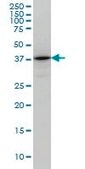 Monoclonal Anti-TSTA3 antibody produced in mouse clone 2B9, purified immunoglobulin, buffered aqueous solution
