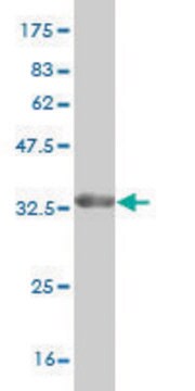 Monoclonal Anti-STMN2 antibody produced in mouse clone 1C6, purified immunoglobulin, buffered aqueous solution